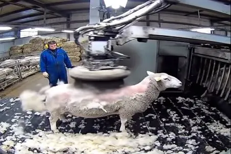 دامداری نوین؛ شونه فرفره در صدم ثانیه و با سرعت جت پشم و پیل گوسفندو هوتوتو کرد