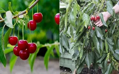 گام‌ به‌ گام کاشت هسته آلبالو در گلدان / با این روش همیشه آلبالو تازه داری تو خونه