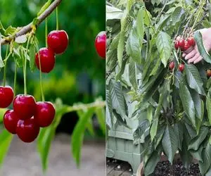 گام‌ به‌ گام کاشت هسته آلبالو در گلدان / با این روش همیشه آلبالو تازه داری تو خونه