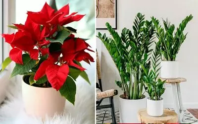 رازهای نگهداری گیاهان آپارتمانی برای افراد پر مشغله؛ از آبیاری هوشمند تا انتخاب گلت