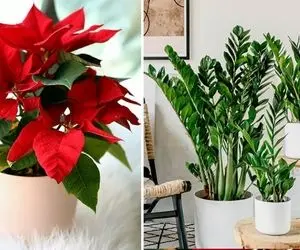 رازهای نگهداری گیاهان آپارتمانی برای افراد پر مشغله؛ از آبیاری هوشمند تا انتخاب گلت