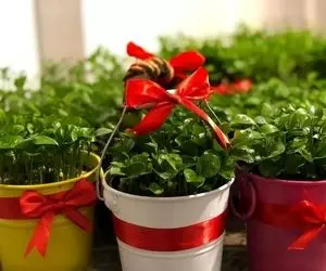 ایده های خلاقانه؛ سبزه گندم و ماش بیخیال امسال عید نارنج سبز کن بعدم بکارش درخت شه