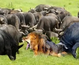 از جذابیت های حیات وحش؛ 20 لحظه دردناک از مبارزه شیر مجروح با بوفالوهای وحشی