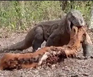 مستند حیات وحش؛ کومودو سفاک بز مادر رو تو هوا میتابونه تو حلقش جا کنه