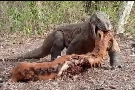 مستند حیات وحش؛ کومودو سفاک بز مادر رو تو هوا میتابونه تو حلقش جا کنه