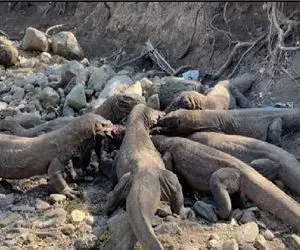 مستند حیات وحش؛ کشمکش بی رحمانه کومودوهای ازازیل برای گاز زدن بره