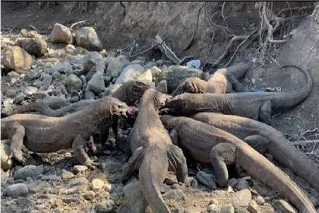 مستند حیات وحش؛ کشمکش بی رحمانه کومودوهای ازازیل برای گاز زدن بره