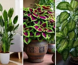 گیاهان آپارتمانی منتخب ثروتمندان برای دکوراسیون اشرافی و لاکچری؛ سراسر جلال و جبروت