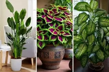 گیاهان آپارتمانی منتخب ثروتمندان برای دکوراسیون اشرافی و لاکچری؛ سراسر جلال و جبروت