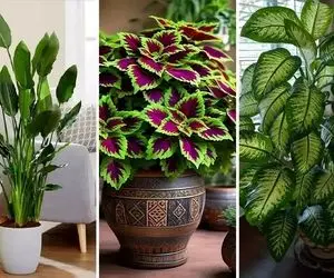 گیاهان آپارتمانی منتخب ثروتمندان برای دکوراسیون اشرافی و لاکچری؛ سراسر جلال و جبروت