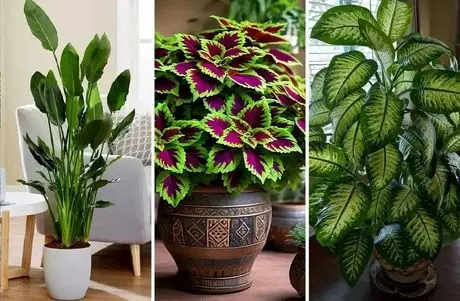 گیاهان آپارتمانی منتخب ثروتمندان برای دکوراسیون اشرافی و لاکچری؛ سراسر جلال و جبروت