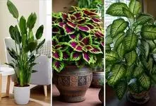 گیاهان آپارتمانی منتخب ثروتمندان برای دکوراسیون اشرافی و لاکچری؛ سراسر جلال و جبروت