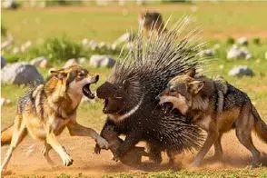 شاهکار حیات وحش؛ جوجه تیغی جنگی چشو چال گرگی که بچهاشو به چشم غذا میدید درآورد