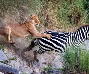 جذابیت حیات وحش؛ خر راه را با فرار استراتژیک دست شیر گذاشت تو پوست گردو