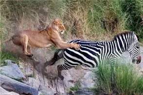 جذابیت حیات وحش؛ خر راه را با فرار استراتژیک دست شیر گذاشت تو پوست گردو