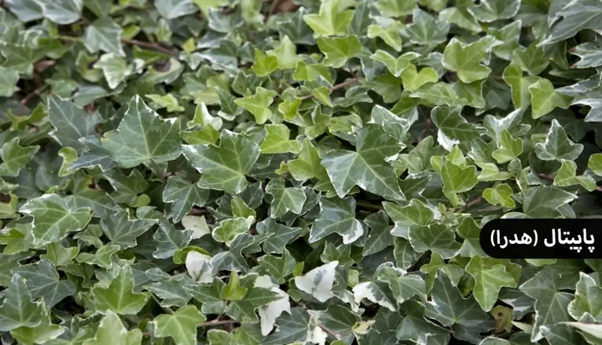 گیاهان چسبنده به دیوار 