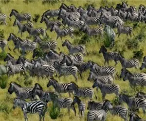 بازی فکری؛ ببر خط دار کجاست؟