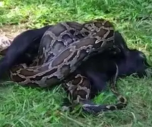 از جذابیت های حیات وحش؛ پیتون محکم پیچید دور گاو اینقدر فشار داد دل و روده اش پوکید