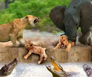 شاهکار حیات وحش؛ فیل هرکول برای نجات توله شیر از پوزه تمساح سفاک مثله ش کرد