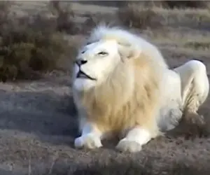 مستند حیات وحش؛ عناد بی امان شیر سفید و ببر برای حفظ حاکمیت