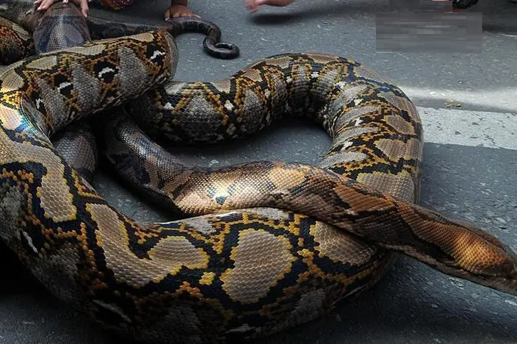 آن روی طبیعت وحشی؛ شیوه عجیب بالا رفتن مار پیتون از درخت که عین فنر فر میخوره