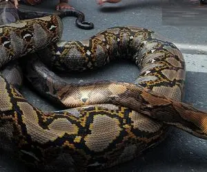 آن روی طبیعت وحشی؛ شیوه عجیب بالا رفتن مار پیتون از درخت که عین فنر فر میخوره