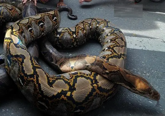 آن روی طبیعت وحشی؛ شیوه عجیب بالا رفتن مار پیتون از درخت که عین فنر فر میخوره