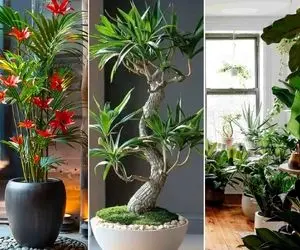 گیاهان آپارتمانی مقاوم و سازگار با هر محیط؛ سبزرویانی که زیر شکنجه و کم نوری هم زیبان