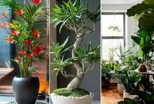 گیاهان آپارتمانی مقاوم و سازگار با هر محیط؛ سبزرویانی که زیر شکنجه و کم نوری هم زیبان