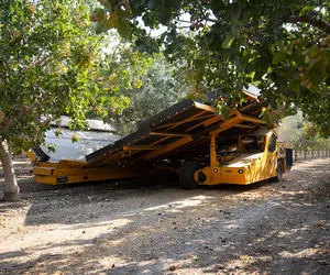 کشاورزی نوین؛ با دستگاه مخصوص درخت پسته رو میبرن رو ویبره پسته ها تو 60 ثانیه میریزه