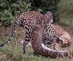 مستند حیات وحش؛ پیتون غول صغیر و کبیر جنگل جمع میکنه تو کمبش قلمبه شه