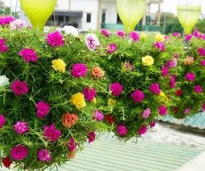 ایده های خلاقانه؛ تو بطری های پلاستیکی گل آویز بکار میشه عین یه لوستر رنگی واسه تراس