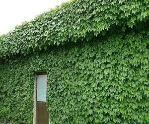 لذت روحی؛ گیاه موچسب رو قلفتی و کامل از دیوار کندن دیدنی انگار روحت تازه میشه