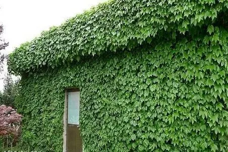 لذت روحی؛ گیاه موچسب رو قلفتی و کامل از دیوار کندن دیدنی انگار روحت تازه میشه