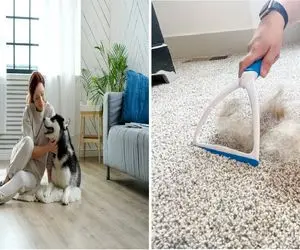 از شر موهای حیوون خانگیت در ۵ دقیقه خلاص شو/ صفر تا صد تمیز کردن موی پت از روی مبل