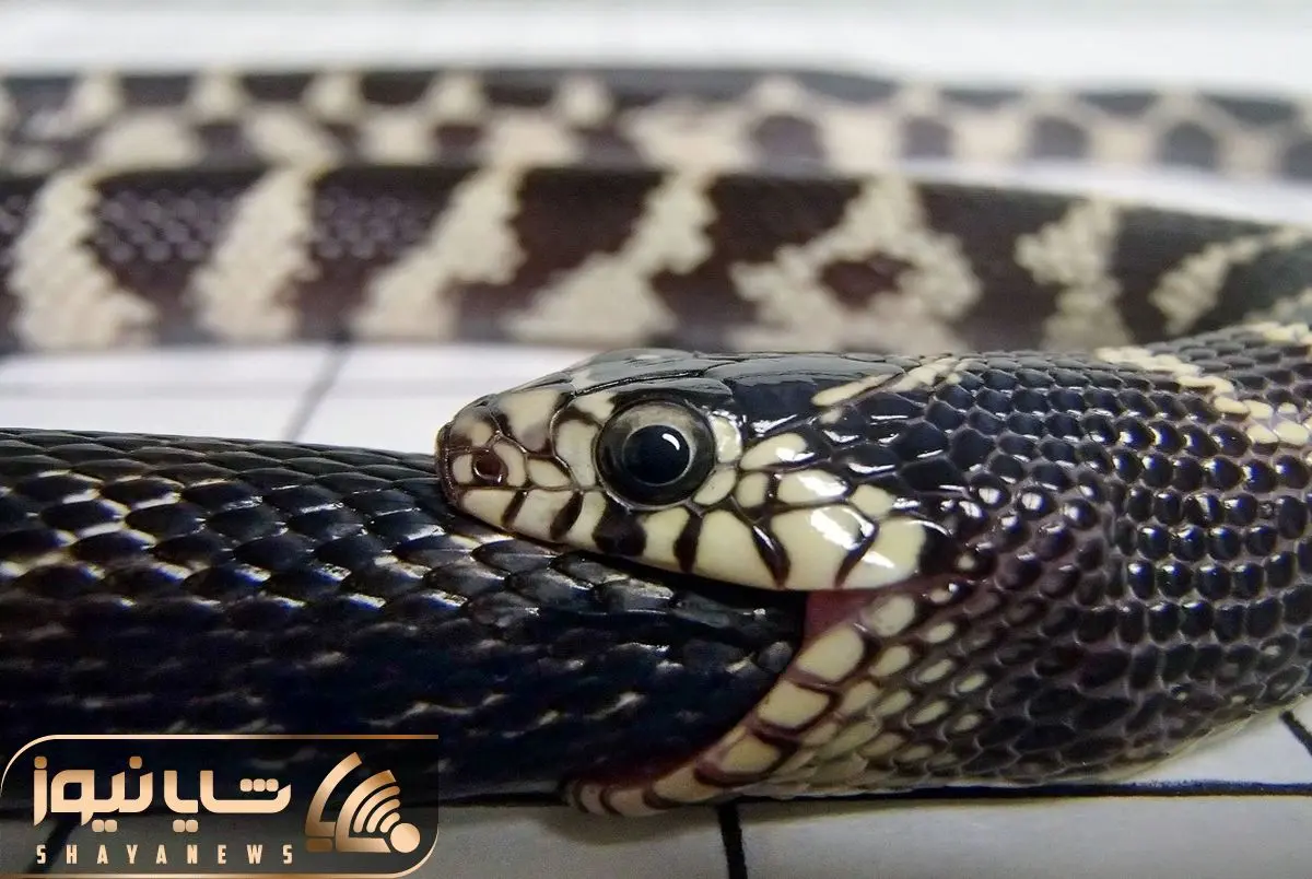 snake eat other snakes shayanews