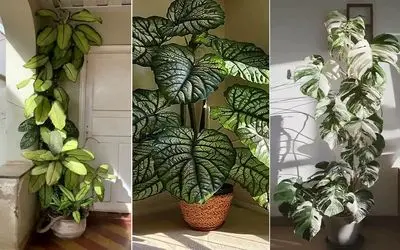 گیاهان آپارتمانی خوش قیافه و لاکچری ولی ارزان / دکور چشمگیر برا خاص پسندا با بودجه کم