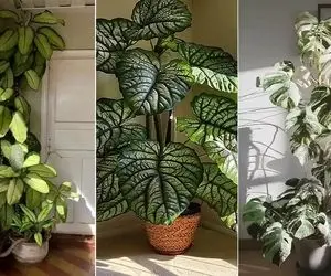 گیاهان آپارتمانی خوش قیافه و لاکچری ولی ارزان / دکور چشمگیر برا خاص پسندا با بودجه کم