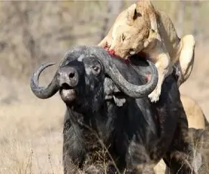 مستند حیات وحش؛ بوفالو دریده شیر جایگزین خودش کرد داد بقیه ببلعنش