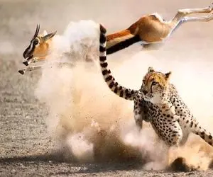 شاهکار حیات وحش؛ پلنگ ددمنش بعد مسابقه دو مشتی با آهو دو خمشو گرفت بلعید