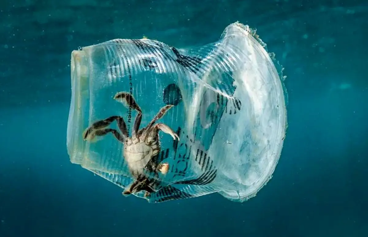 رها کردن زباله در طبیعت