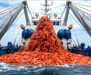 فرآوری میگو؛ صدها تُن میگوی اب سرد بعد صید و کارواش میرن برای طبخ شدن