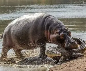 مستند حیات وحش؛ اسب آبی؛ کروکودیل