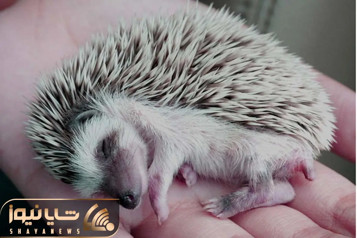 از جذابیت‌های حیات وحش؛ جوجه تیغی رو از خواب بیدار کردن مثل بچه ها گریه میکنه