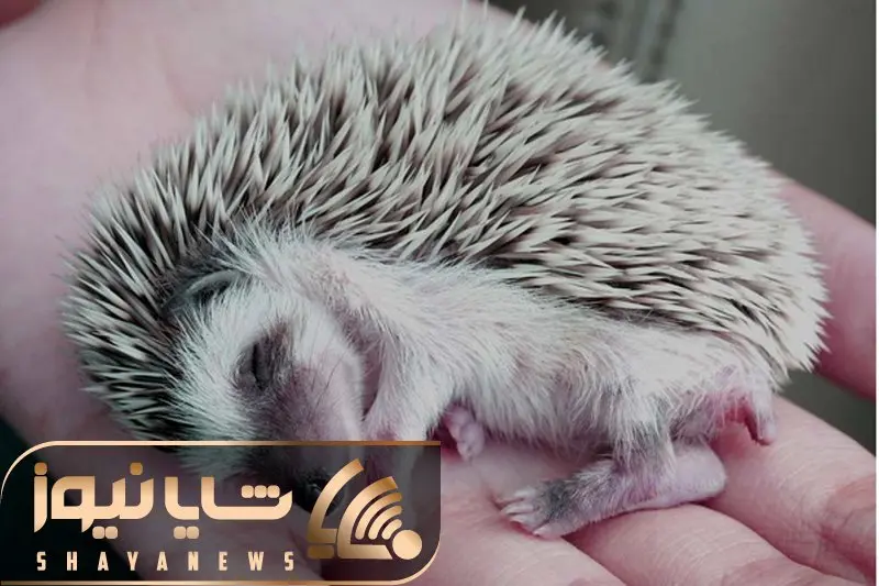 از جذابیت‌های حیات وحش؛ جوجه تیغی رو از خواب بیدار کردن مثل بچه ها گریه میکنه