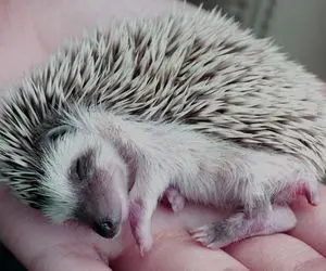 از جذابیت‌های حیات وحش؛ جوجه تیغی رو از خواب بیدار کردن مثل بچه ها گریه میکنه