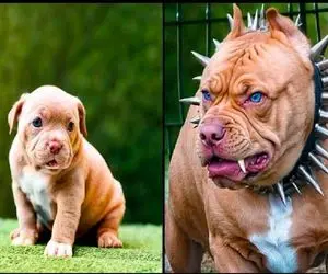 بیفور افترهای شگفت آور؛ قرار بود فقط یه سگ گوگولی باشه که شد یه غول بی شاخ و دم