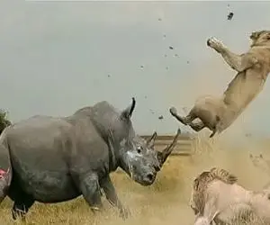 مستند حیات وحش؛ نسل کشی شیرها توسط کرگدن زره پوش