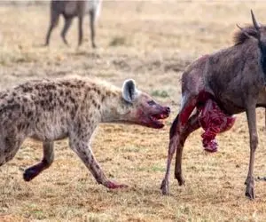 نبرد حیات وحش/جدال وحشتناک آنتلوپ و کفتار/از پاش زخمی کرده نمیزاره فرار کنه