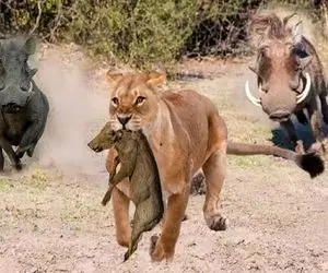 جذابیت حیات وحش؛ شیر دد توله گراز قاپید ببلعه افتادن دنبالش مثله و تناول کردن